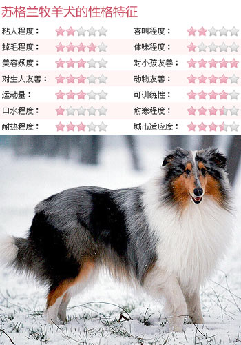 苏格兰牧羊犬