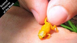 巴西惊现七种不一样的亮橘色迷你蛙