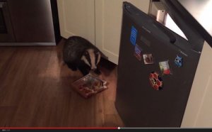 獾穿越猫洞开冰箱偷食