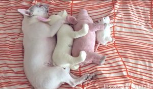 法斗犬抱着玩偶睡觉，太可爱了！